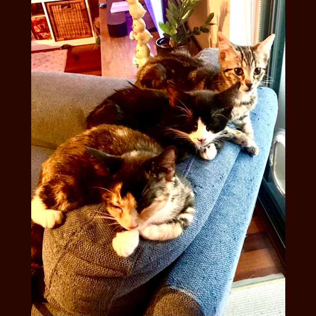 Photo of Licketty Split