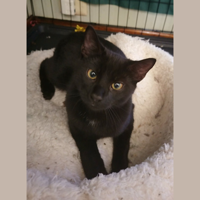 Photo of Rascal