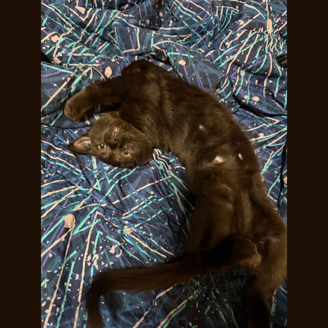 Photo of Tiny Timmy Moo