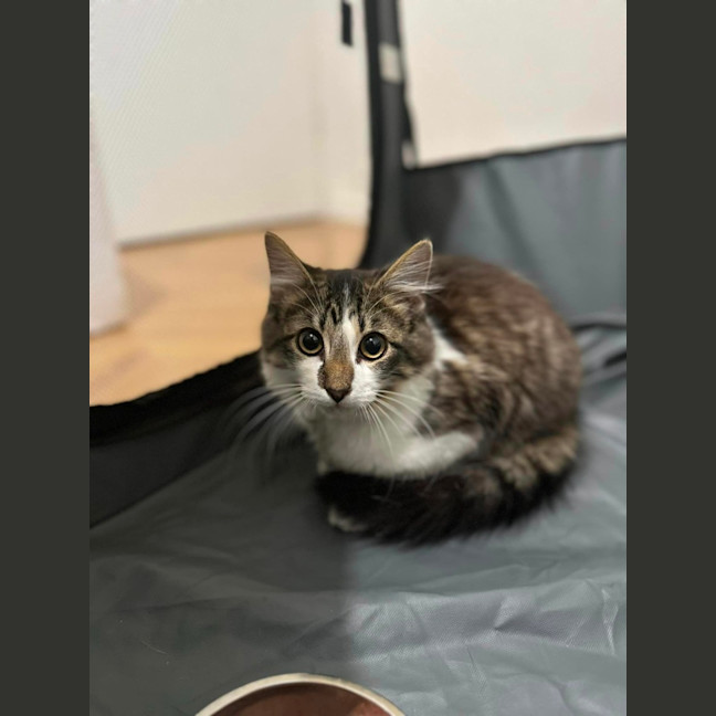 Photo of Optimus Prime