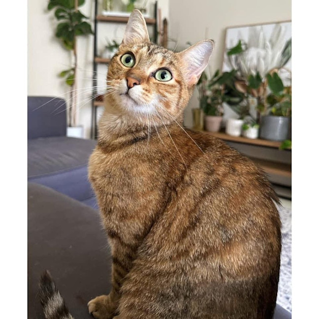 Photo of 10915   Jade