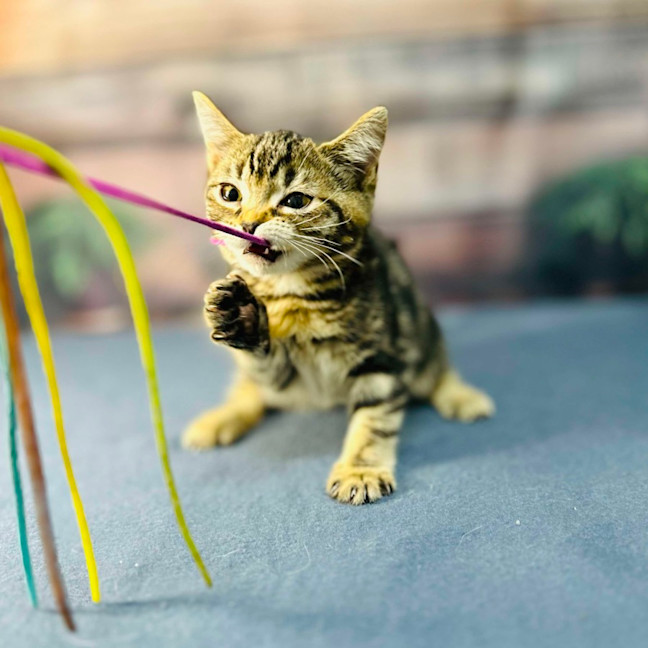 Photo of Mimosa   Located In Preston 