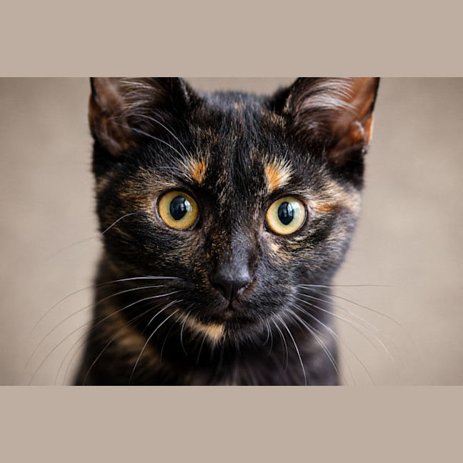 Photo of Felina