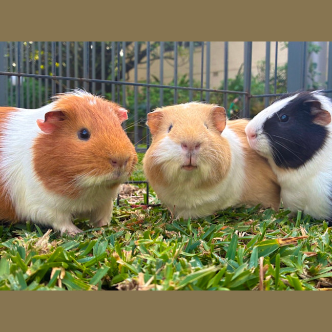 Photo of Buster, Mooch And Sprinkles