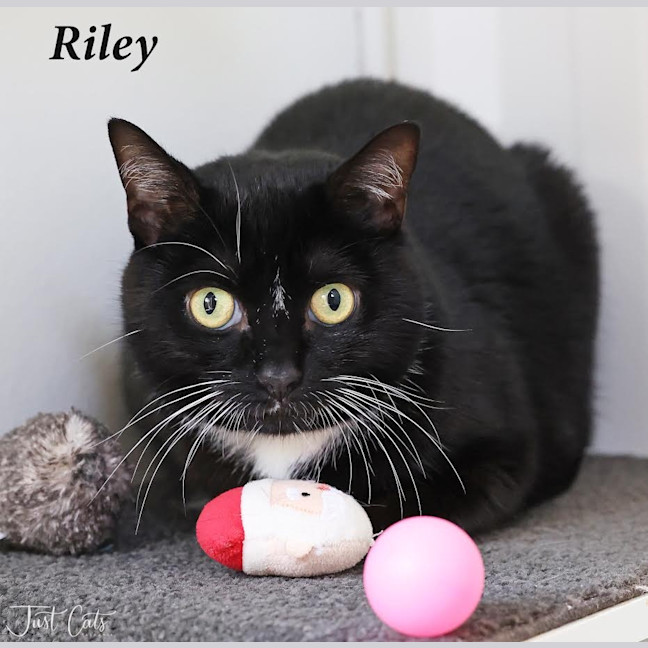 Photo of Riley