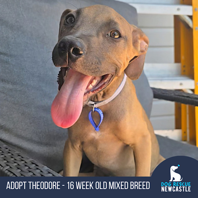 Photo of Theodore   16 Week Old Mixed Breed (Trial)