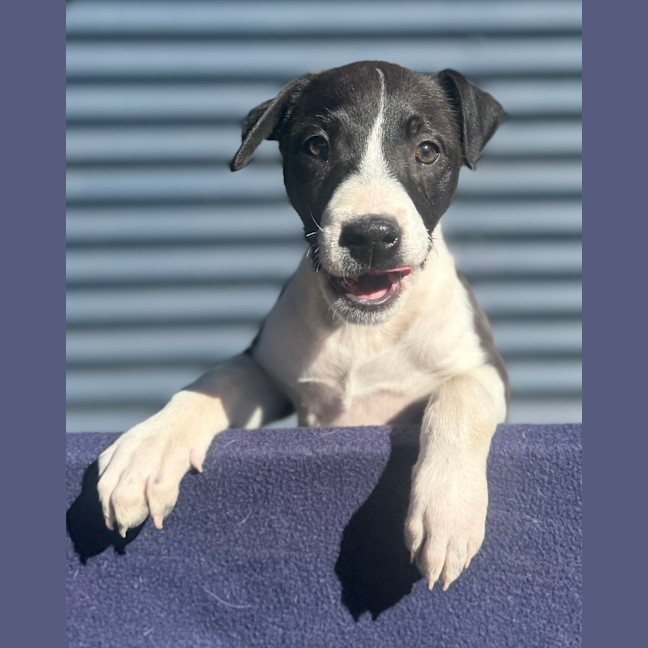 Photo of Bonnie