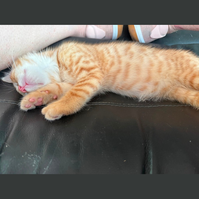 Photo of Ducky Meet Me At Petstock Keysborough