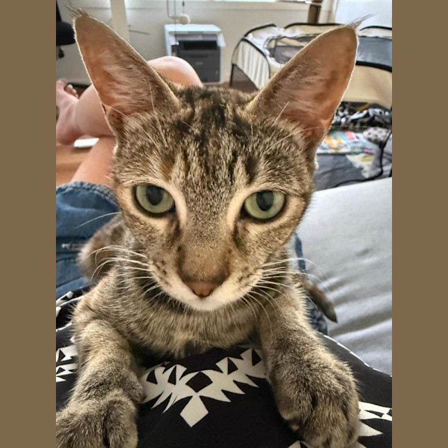 Photo of Marmalade