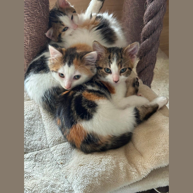 Photo of Cotton Socks