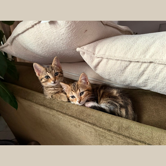 Photo of Merry & Pippin