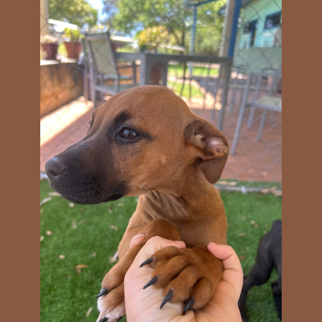 Photo of Ruby