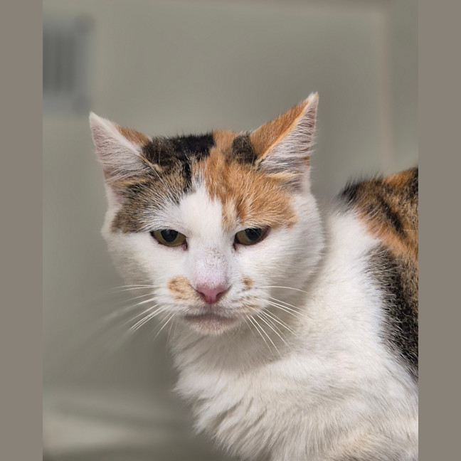 Photo of Artemis