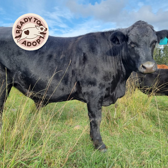 Photo of  Amora, Faith, Tim & Chance