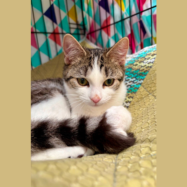 Photo of Gracie