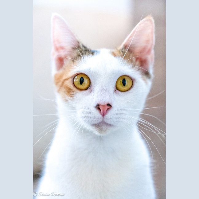 Photo of Pancake