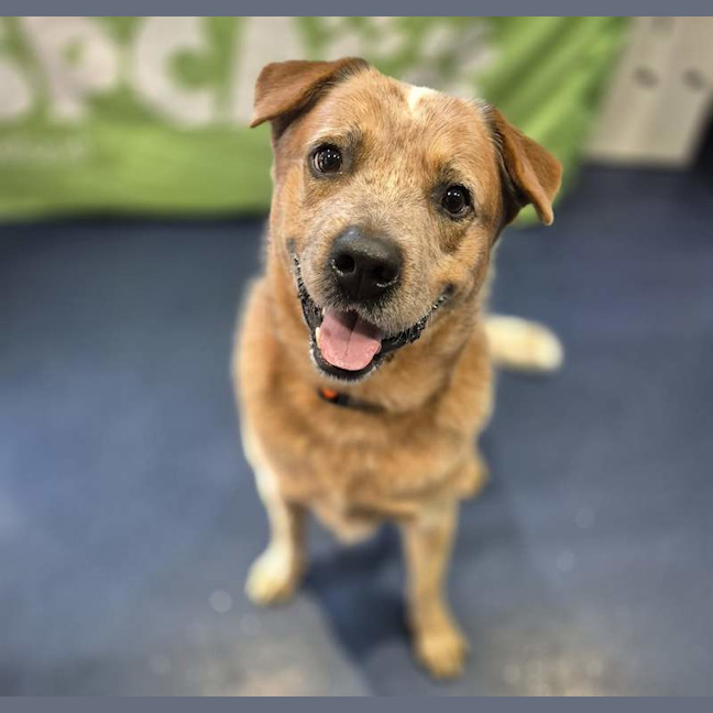 Photo of Red Dog