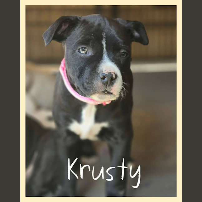 Photo of Krusty