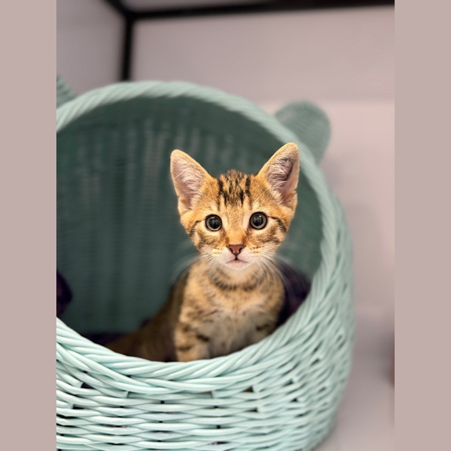 Photo of Tigger