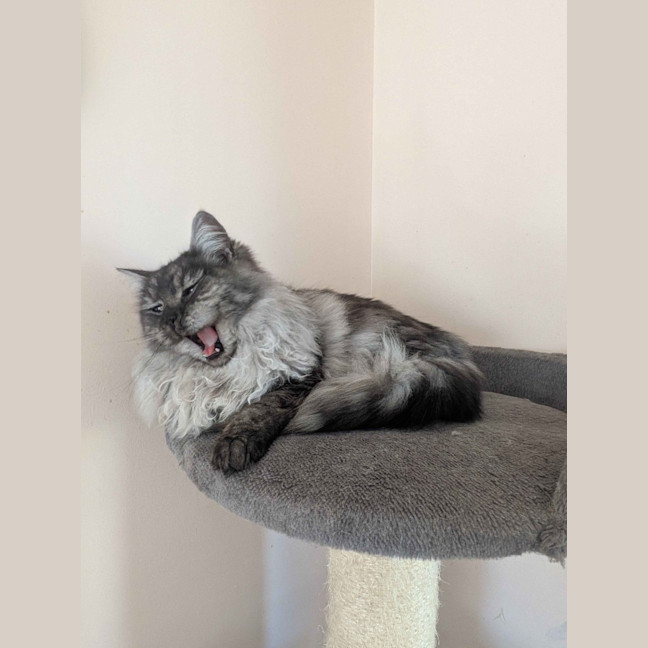 Photo of Juniper