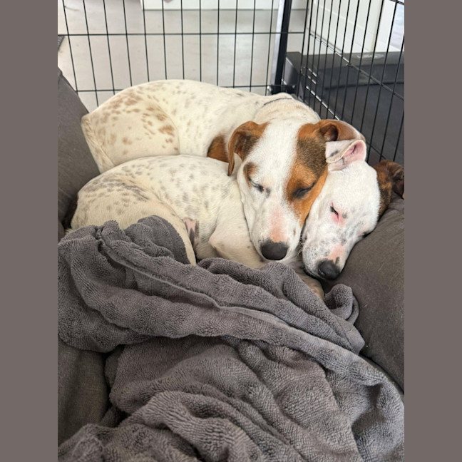 Photo of Snoopy