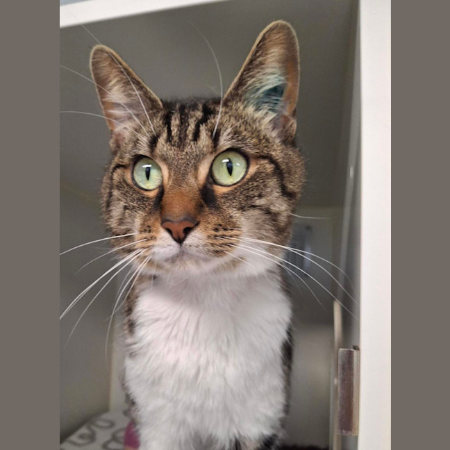 Photo of Beanie 