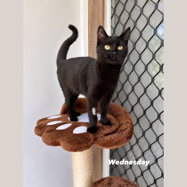 Photo of Wednesday