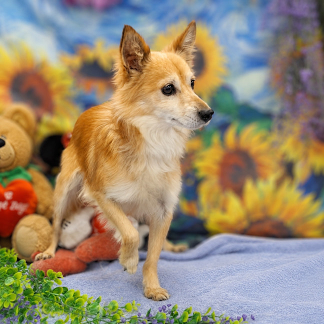 Photo of Simba