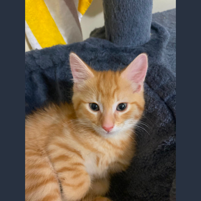 Photo of Megatron