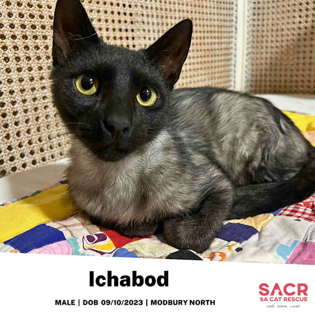 Photo of Ichabod