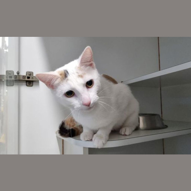 Photo of Peaches