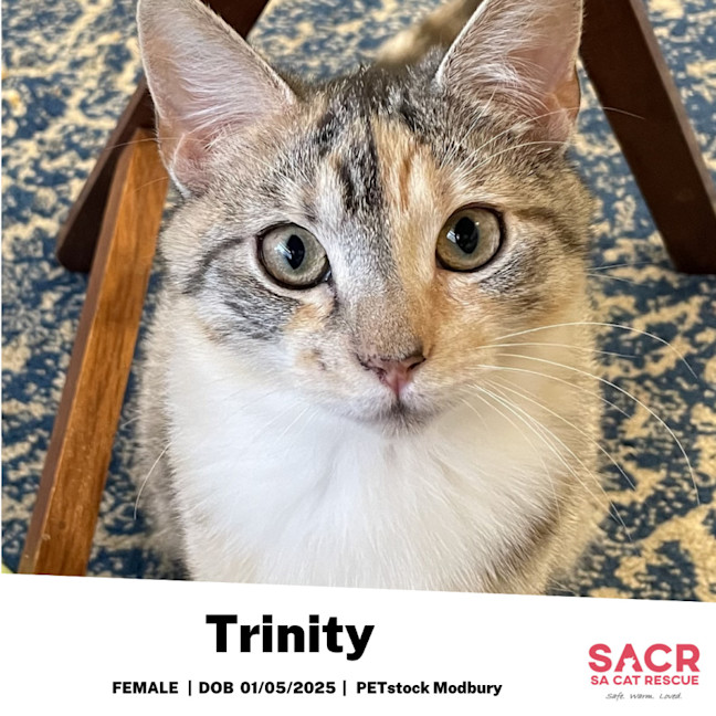 Photo of Trinity