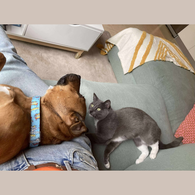 Photo of 🎀🪿Goose🪿🎀