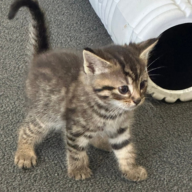 Photo of Clementine