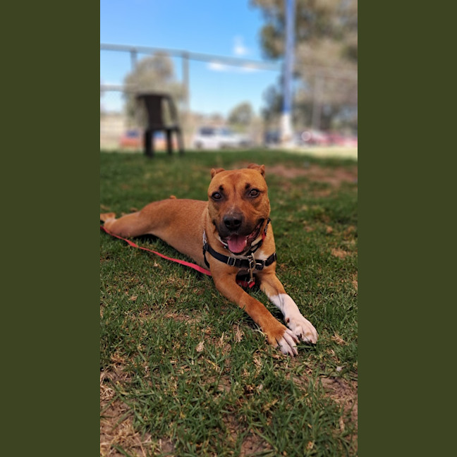 Photo of Ryder