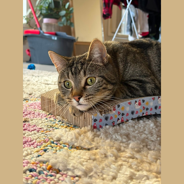 Photo of Tommy