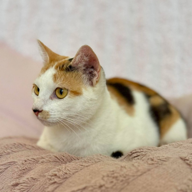 Photo of Cali   In Foster Care In Croydon