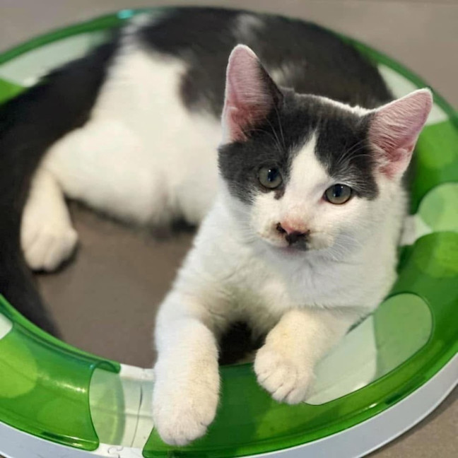 Photo of 11266   Chandra