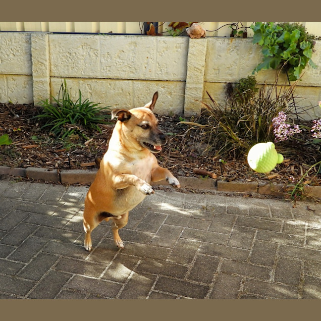 Photo of Barney