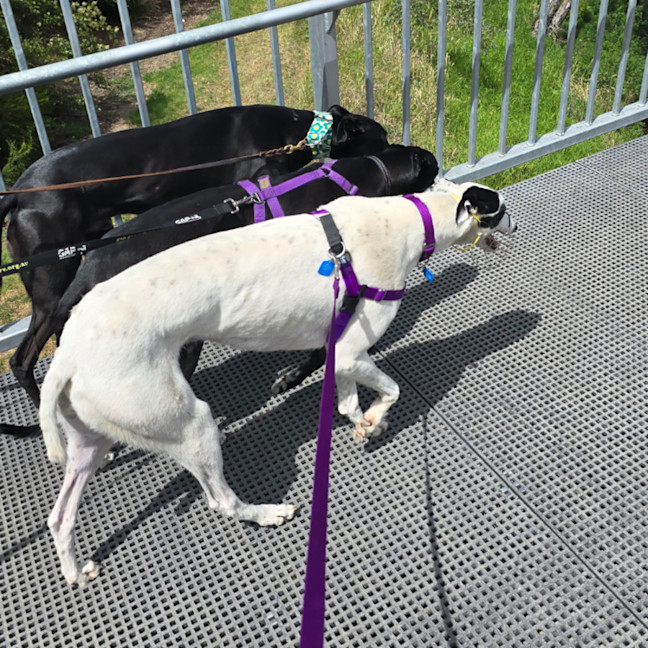 Photo of Blinky Bill