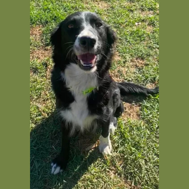 Photo of Haven ~ 2yo Border Collie
