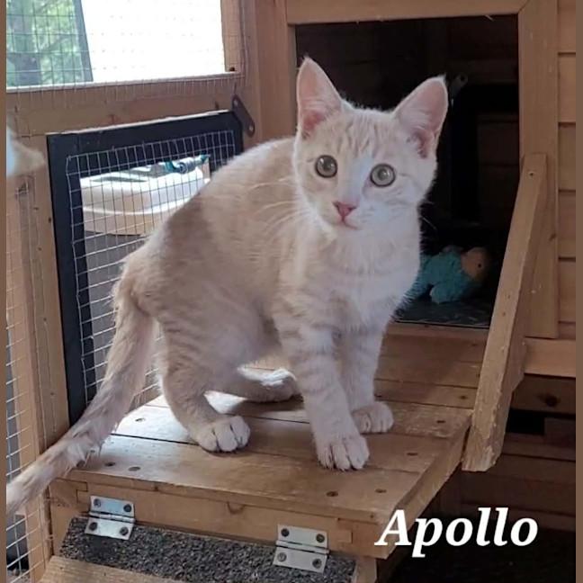 Photo of Apollo   Reduced Adoption Fee   $200