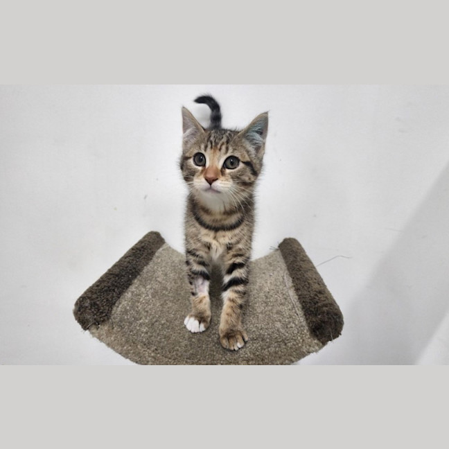 Photo of Bonbon