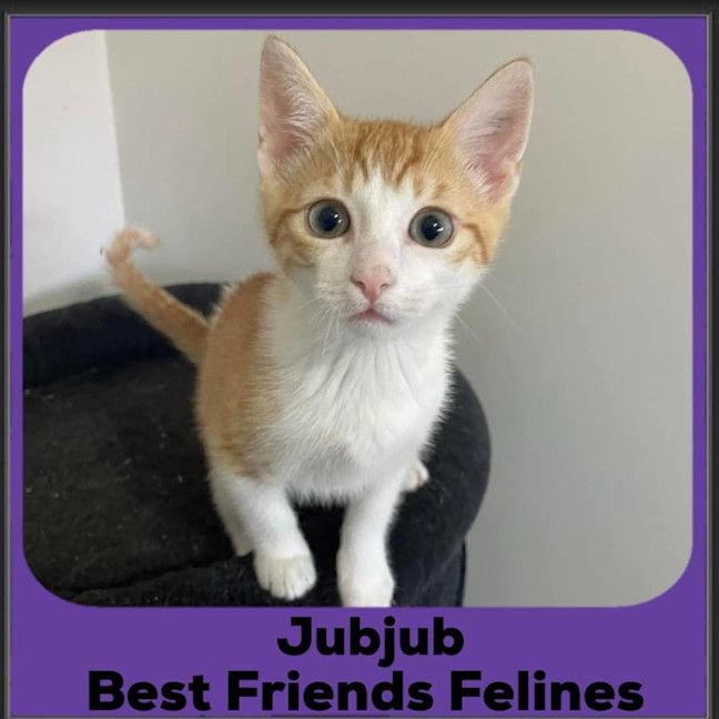 Photo of Jubjub