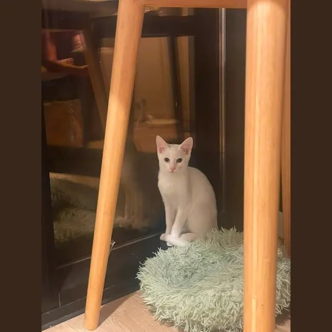 Photo of Koko