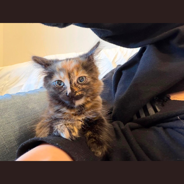 Photo of Sage & Fennel