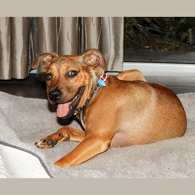 Photo of Lilly (Was Lolly)