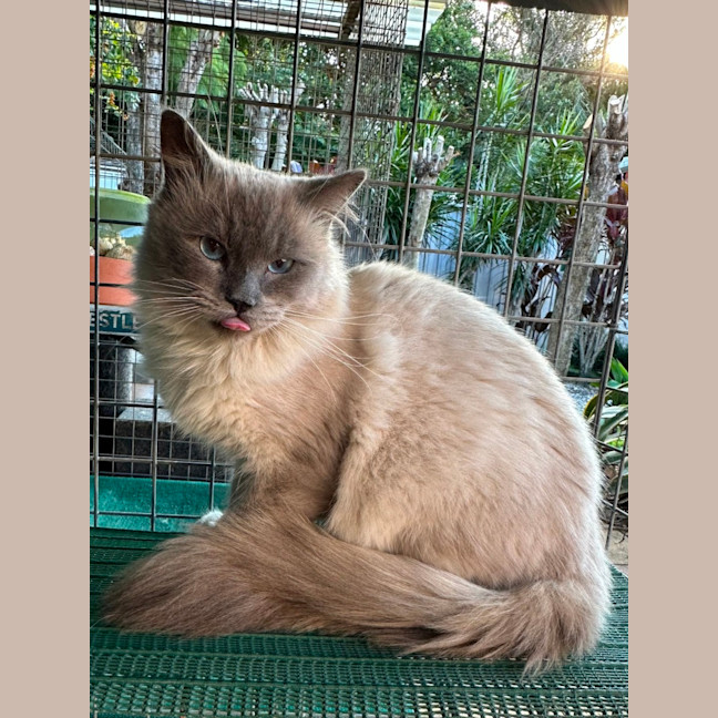 Photo of Lucky Charms