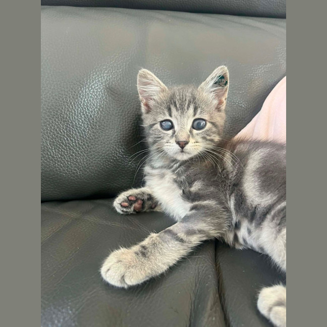 Photo of Pip