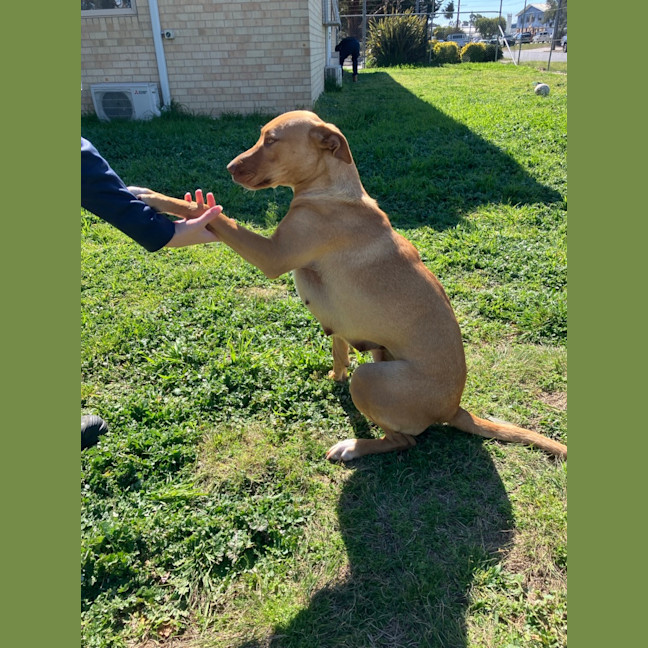 Photo of Sadie
